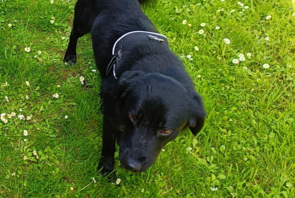 Verdwijningsalarm Hond rassenvermenging Mannetje , 4 jaar Huilly-sur-Seille Frankrijk Verdwijningsalarm Hond rassenvermenging Mannetje , 4 jaar Huilly-sur-Seille Frankrijk