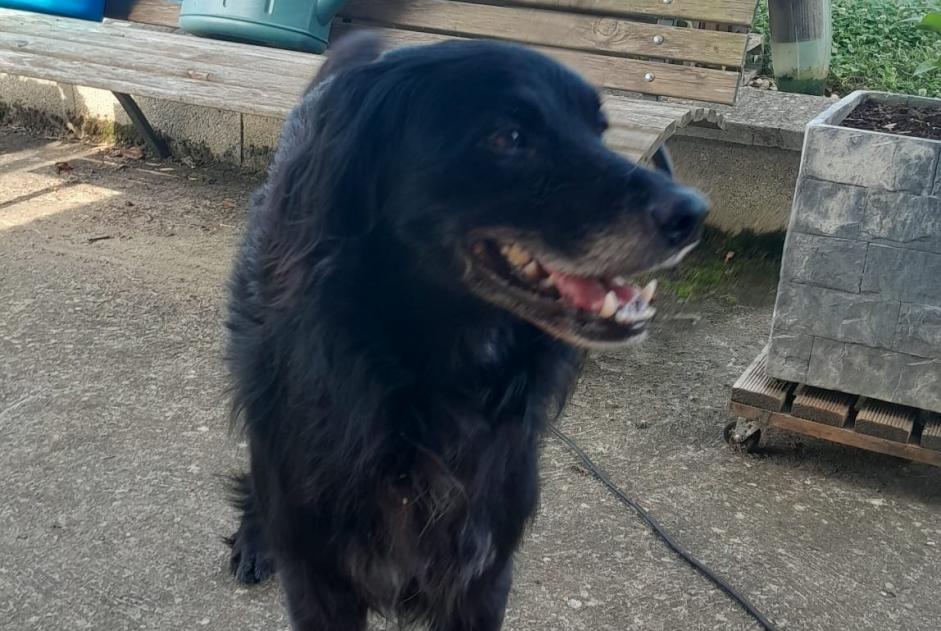 Ontdekkingsalarm Hond Mannetje Viré Frankrijk Ontdekkingsalarm Hond Mannetje Viré Frankrijk