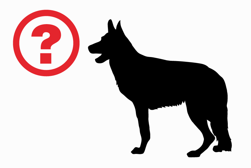 Ontdekkingsalarm Hond rassenvermenging  Onbekend Devrouze Frankrijk